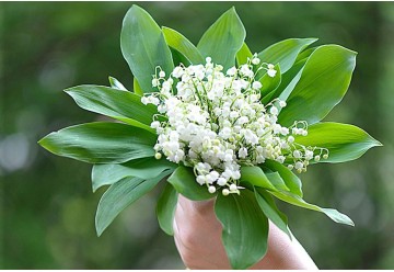 POURQUOI OFFRIR DU MUGUET LE 1er MAI ,