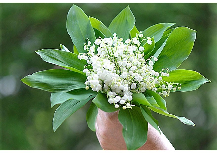POURQUOI OFFRIR DU MUGUET LE 1er MAI ,